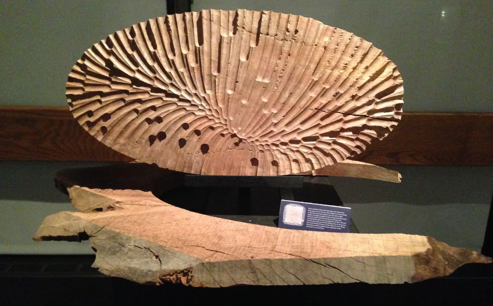 A CNC-routed oval wooden dish with radiating ridges and a field of drilled holes, raised on a stand above a raw live-edge wood slab at the exhibition