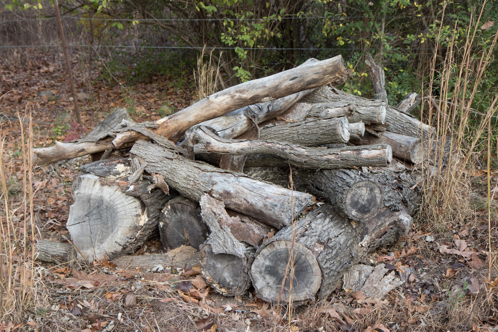 The felled oak tree, logs stacked on the land